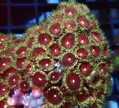 Pretty Plum Palythoa (2 Polyps)