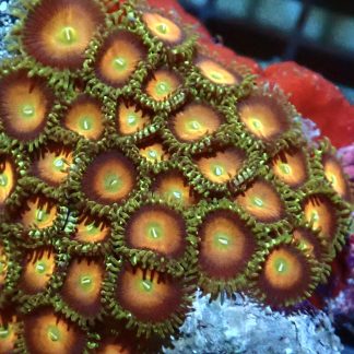 Sex On The Beach Palythoa (2 Polyps)