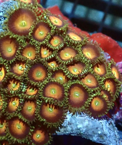 Sex On The Beach Palythoa (2 Polyps)