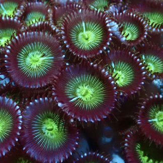 Electric Apple Palythoa Frag Approx 6+Polyps