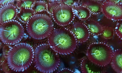Electric Apple Palythoa Frag Approx 6+Polyps