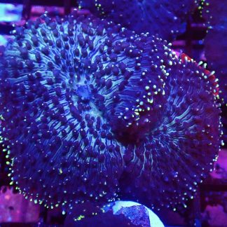 M.O.C. Purple Bonkers Mushroom