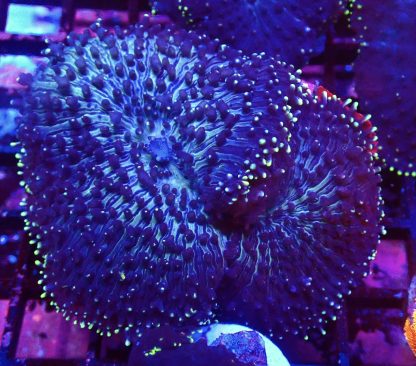 M.O.C. Purple Bonkers Mushroom