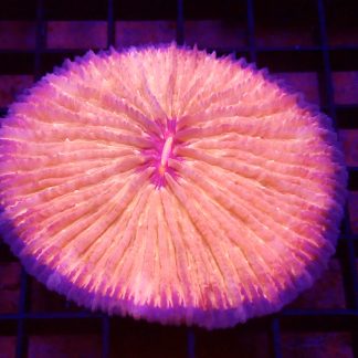 Ultra Grade Fungia Plate Colony 2