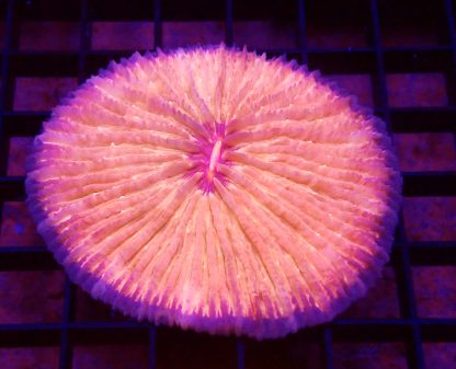 Ultra Grade Fungia Plate Colony 2