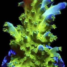 WYSIWYG M12 Violet Venom Acropora Frag Large