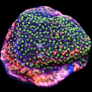 WYSIWYG 8A Tropic Thunder Montipora Frag