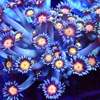 Purple Sunset Goniopora Frag (15+ Polyps)