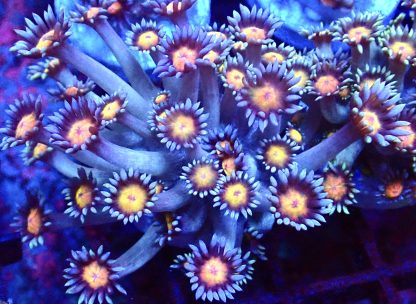 Purple Sunset Goniopora Frag (15+ Polyps)