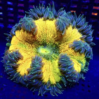 WYSIWYG Ultra Grade Rock Flower Anemone 2