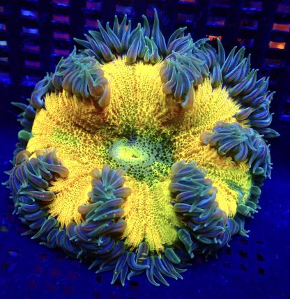WYSIWYG Ultra Grade Rock Flower Anemone 2