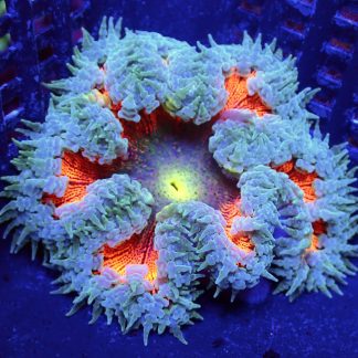 WYSIWYG Ultra Grade Rock Flower Anemone 3