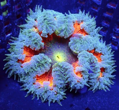 WYSIWYG Ultra Grade Rock Flower Anemone 3