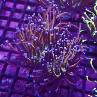 WYSIWYG T2 N.Y. Knicks Torch Euphyllia Double