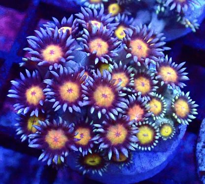 Purple Sunset Goniopora Frag (15+ Polyps) - Image 2