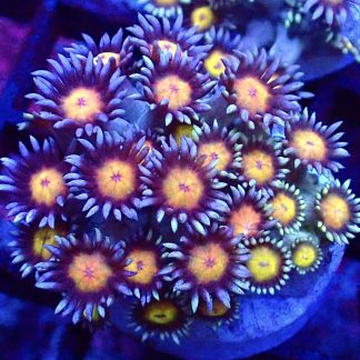 Purple Sunset Goniopora Frag (15+ Polyps)