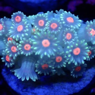 Tropical Glow Goniopora Frag (10+ Polyps)