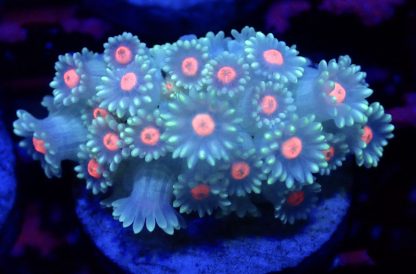 Tropical Glow Goniopora Frag (10+ Polyps)