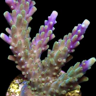 WYSIWYG 24H Purple Acropora Nana Frag Large
