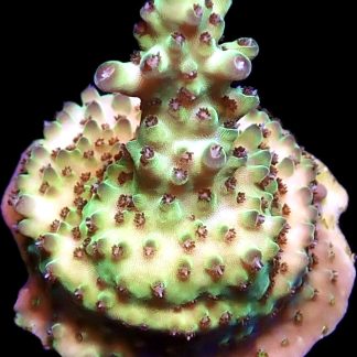WYSIWYG 20A Berry Blast Acropora Granulosa Frag