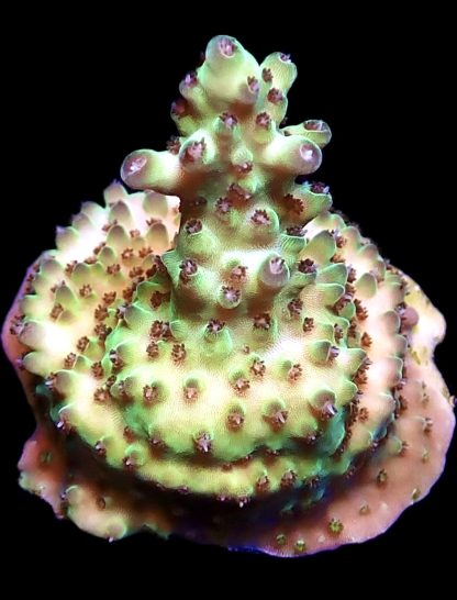 WYSIWYG 20A Berry Blast Acropora Granulosa Frag