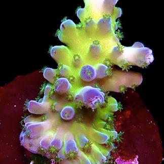 WYSIWYG 21C Violet Venom Acropora Frag
