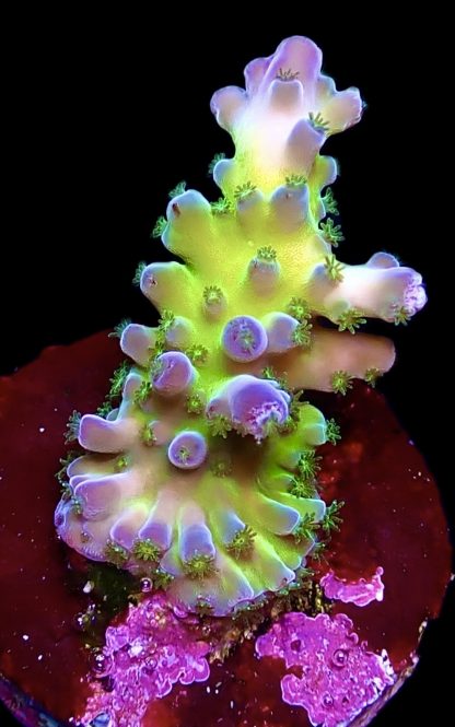 WYSIWYG 21C Violet Venom Acropora Frag