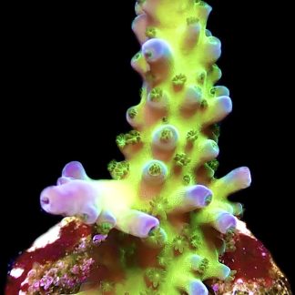 WYSIWYG 19H Violet Venom Acropora Frag