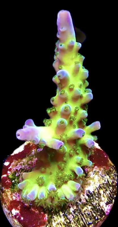 WYSIWYG 19H Violet Venom Acropora Frag