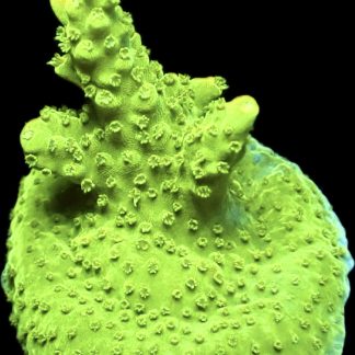 WYSIWYG 19i Highlighter Acropora Frag