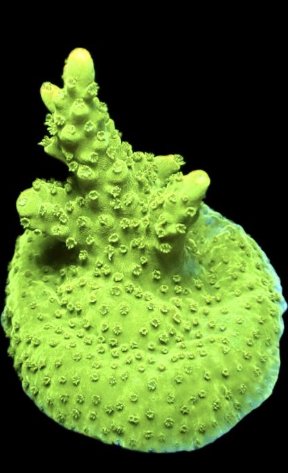 WYSIWYG 19i Highlighter Acropora Frag