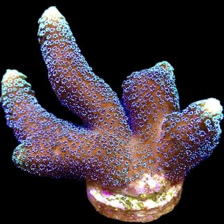 WYSIWYG 18C Purple Stylophora Milka Extra Large