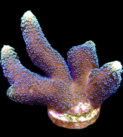 WYSIWYG 18C Purple Stylophora Milka Extra Large