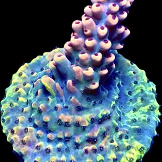 WYSIWYG 18H Bali Shortcake Acropora Frag