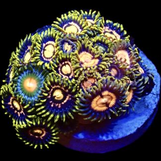 WYSIWYG Zoanthid Frag 18A