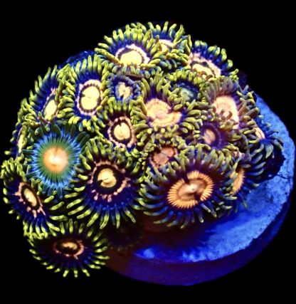 WYSIWYG Zoanthid Frag 18A