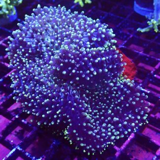 WYSIWYG A2 Huge Purple / Lime Frilly Mushroom