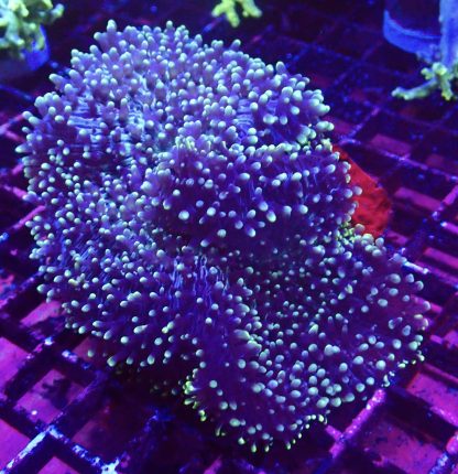 WYSIWYG A2 Huge Purple / Lime Frilly Mushroom