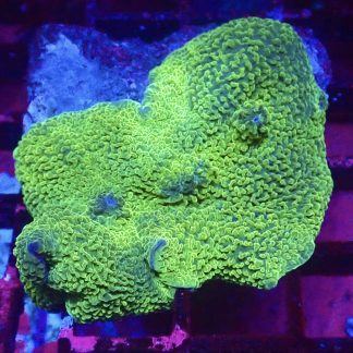 WYSIWYG A3 Metallic Elephant Ear Mushroom