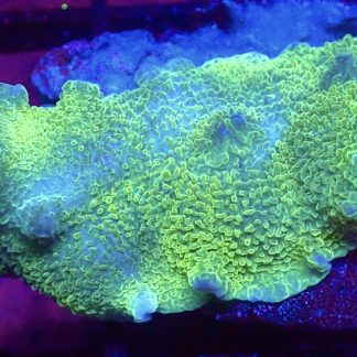 WYSIWYG A4 Metallic Elephant Ear Mushroom