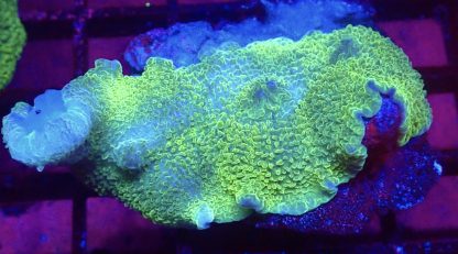 WYSIWYG A4 Metallic Elephant Ear Mushroom