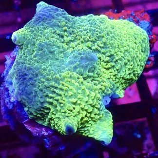 WYSIWYG A2 Metallic Elephant Ear Mushroom