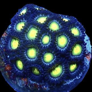Banana Split Zoanthid Frag 15+ Polyps