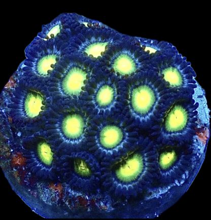 Banana Split Zoanthid Frag 15+ Polyps