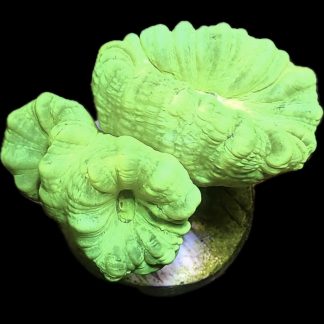 WYSIWYG 31B Neon Green Super Fluorescent Candy Cane