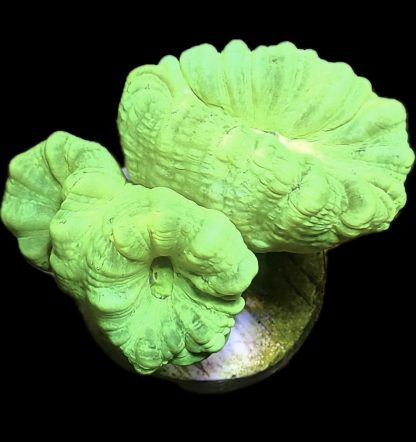 WYSIWYG 31B Neon Green Super Fluorescent Candy Cane
