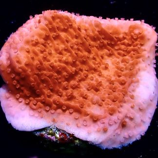 WYSIWYG 16A Orange Plating Montipora Frag