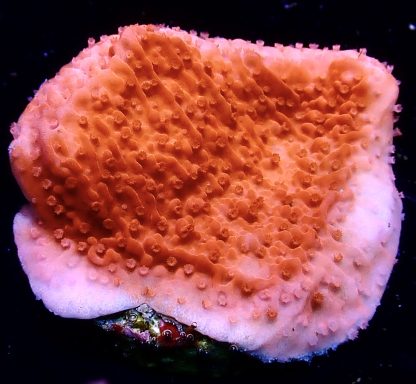 WYSIWYG 16A Orange Plating Montipora Frag