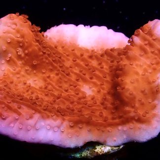 WYSIWYG 16B Orange Plating Montipora Frag