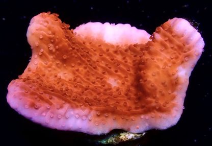 WYSIWYG 16B Orange Plating Montipora Frag
